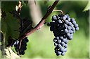 IMG_1324