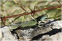 IMG_1328-Salamandra