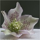 IMG_3129-ellero