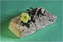 IMG_3246-Primula_1