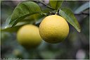 IMG_4818
