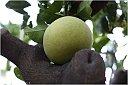 IMG_4822