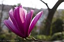 IMG_6361-FiorePrimavera