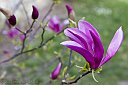 IMG_6362-FiorePrimavera