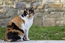 IMG_6364-Gatto