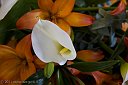 IMG_6902-fiore