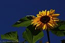 IMG_8580