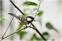 _MG_0595-Cincia