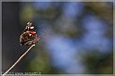 _MG_1793-Farlalla