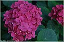 _MG_4274-Ortensia