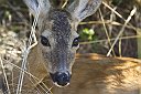_MG_6619-Bambi