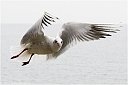 img_0648-MiramarCocal