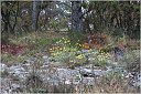 img_8888-CarsoAutunno