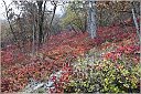 img_8891-CarsoAutunno