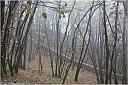img_8899-CarsoAutunno