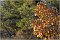 _MG_4056-Autunno